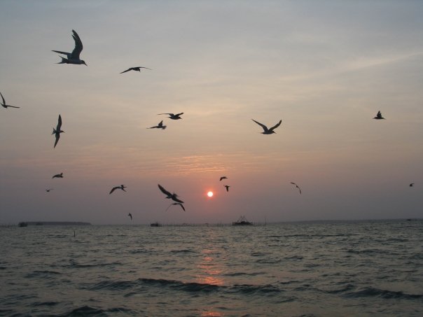 Burung camar bergembira menyambut matahari terbit di Tanjung Lesung. FOTO: KOMPAS/ROBERT ADHI KSP 