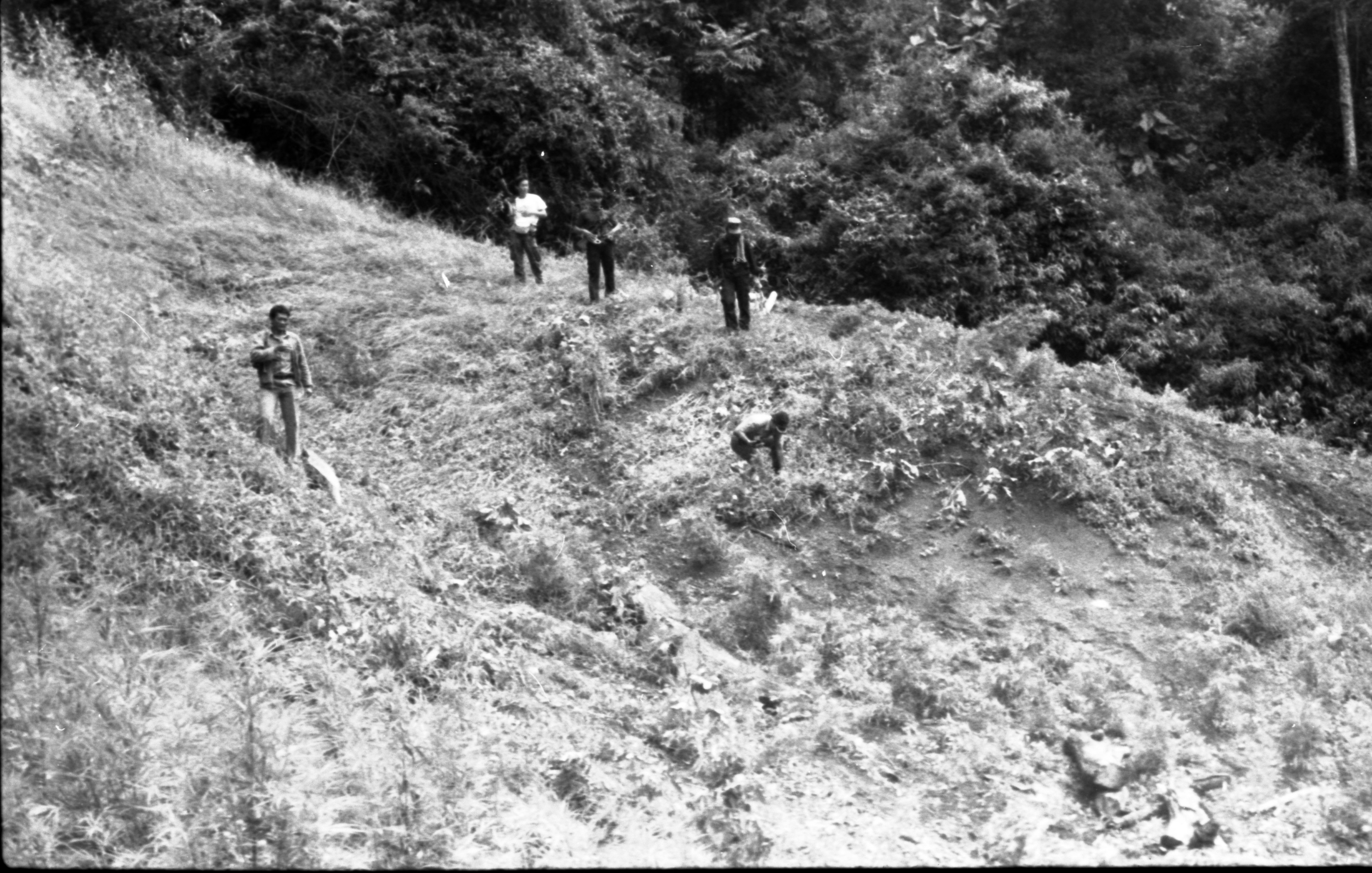 Operasi Ganja di Aceh